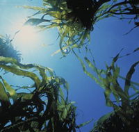 Marengo Reefs Marine Sanctuary - Tourism Caloundra