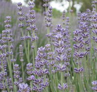 Warratina Lavender Farm - Tourism Caloundra