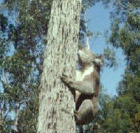 Creswick Regional Park - Tourism Caloundra