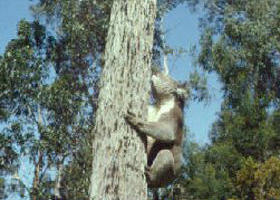 Creswick Regional Park - Tourism Caloundra 0