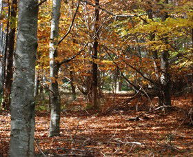 RJ Hamer Arboretum - Tourism Caloundra 0