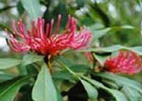 Cann River VIC Tourism Caloundra