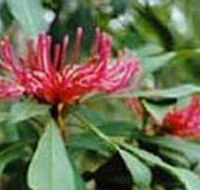 Alfred National Park - Tourism Caloundra