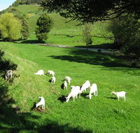 Goats of Gaia Soap - Tourism Caloundra