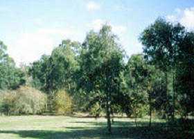 Sweeneys Flat - Tourism Caloundra 0