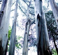 Dandenong Ranges National Park - Tourism Caloundra