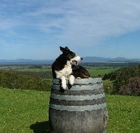 Windy Ridge Vineyard and Winery - Tourism Caloundra