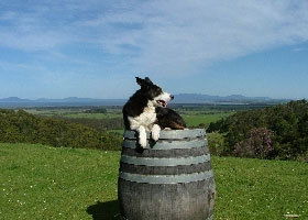 Windy Ridge Vineyard And Winery - Tourism Caloundra 0
