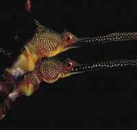 Eagle Rock Marine Sanctuary - Tourism Caloundra