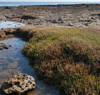 Ricketts Point Marine Sanctuary - Tourism Caloundra
