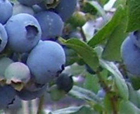 Tuckerberry Hill - Tourism Caloundra 0