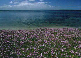 Eagle Point VIC Tourism Caloundra