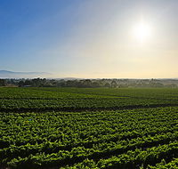 GREENSTONE VINEYARDS - Tourism Caloundra
