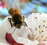 Clayridge Honey - Tourism Caloundra