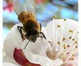 Clayridge Honey - Tourism Caloundra 0