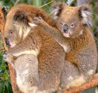 Shoalhaven Zoo - Tourism Caloundra