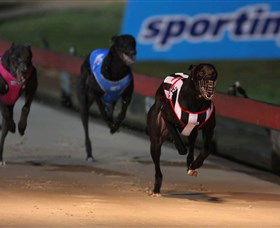 Dapto Dogs - Tourism Caloundra 0