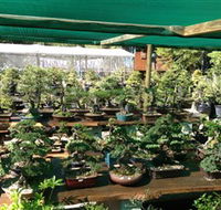 Bonsai at the Bay - Tourism Caloundra