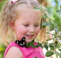 Coffs Harbour Butterfly House - Tourism Caloundra