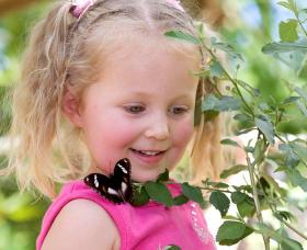 Coffs Harbour Butterfly House - Tourism Caloundra 0