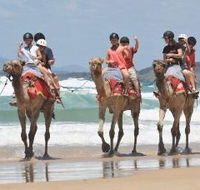 Camel Rides with Coffs Coast Camels - Tourism Caloundra