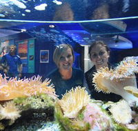 Solitary Islands Aquarium - Tourism Caloundra