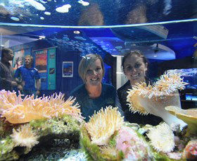 Solitary Islands Aquarium - Tourism Caloundra 0
