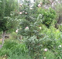 Tombstone Estate Vineyard - Tourism Caloundra