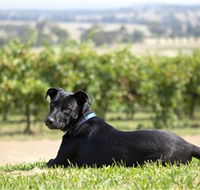 Moothi Estate Vineyard and Cellar Door - Tourism Caloundra