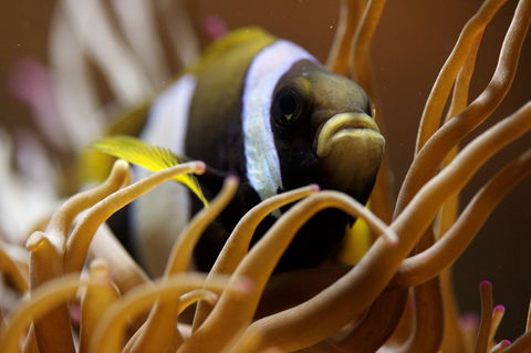 Solitary Islands Aquarium - Tourism Caloundra 1