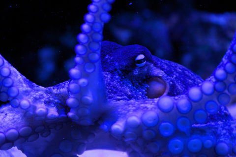 Solitary Islands Aquarium - Tourism Caloundra 2