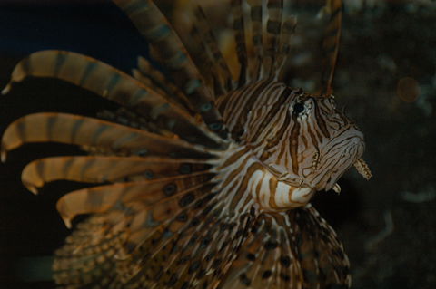 Solitary Islands Aquarium - Tourism Caloundra 4