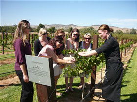 Jacob's Creek Vineyard Tour - Tourism Caloundra 2