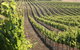 Kilikanoon Wines Cellar Door - thumb 1