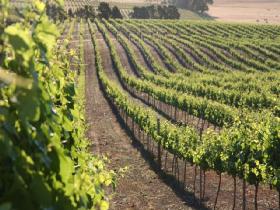 Kilikanoon Wines Cellar Door - Tourism Caloundra 1