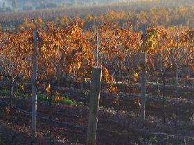 Kilikanoon Wines Cellar Door - Tourism Caloundra 2