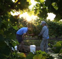 Oakdene Vineyards Restaurant and Cellar Door - Tourism Caloundra