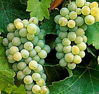 Clover Hill Vineyard - Tourism Caloundra