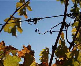 Blackjack Vineyards - Tourism Caloundra 1