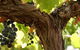 Blackjack Vineyards - thumb 0