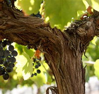 Blackjack Vineyards - Tourism Caloundra