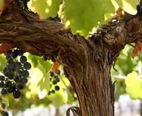 Blackjack Vineyards - Tourism Caloundra 0