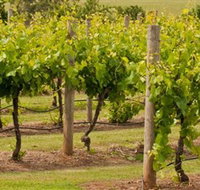 Mt Coghill Vineyard - Tourism Caloundra