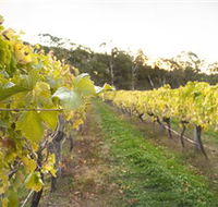 Harcourt Valley Vineyards - Tourism Caloundra