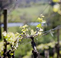Whistling Eagle Vineyard - Tourism Caloundra