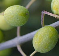 Montalto Vineyard and Olive Grove - Tourism Caloundra