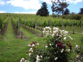 Hobart ACT Tourism Caloundra