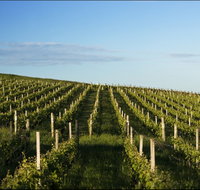 Delamere Vineyard - Tourism Caloundra
