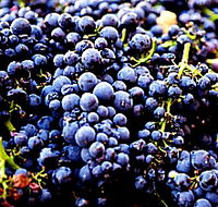 Tolpuddle Vineyard - Tourism Caloundra