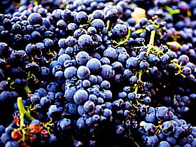 Tolpuddle Vineyard - Tourism Caloundra 0